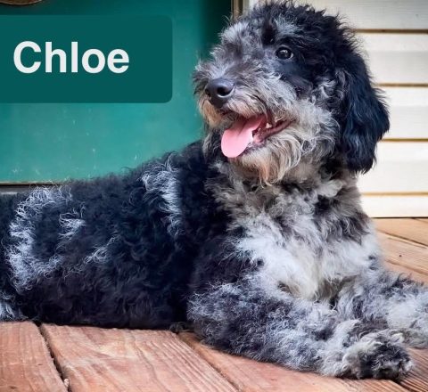 Chloe Chloe