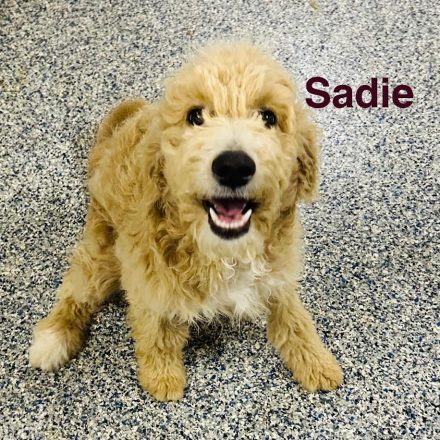 Sadie Sadie