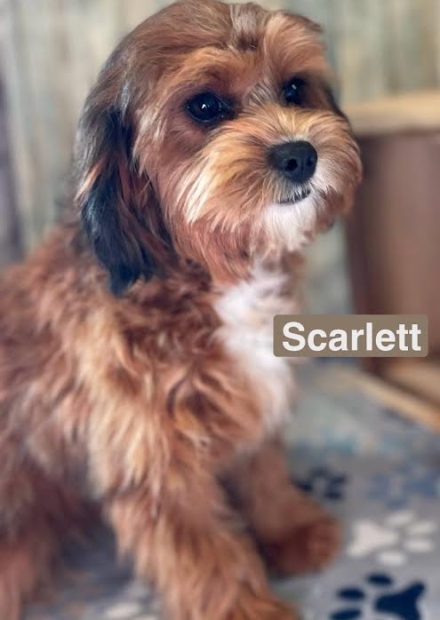 Scarlett Scarlett