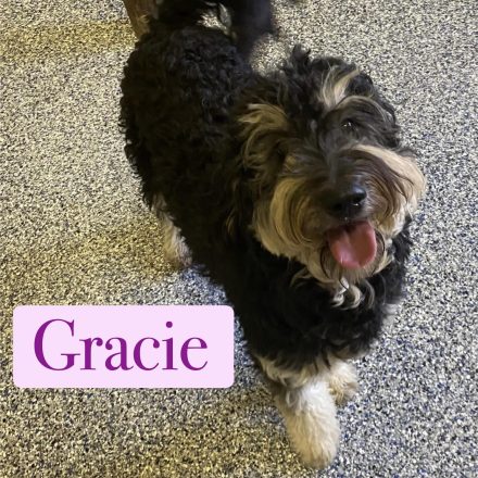 Gracie