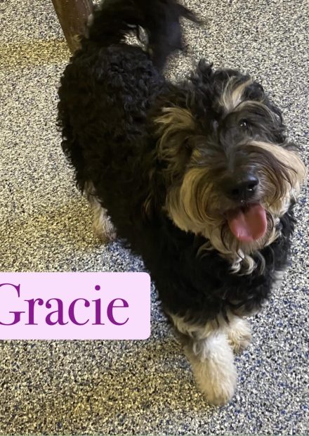 Gracie Gracie