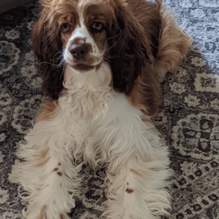 Hazel