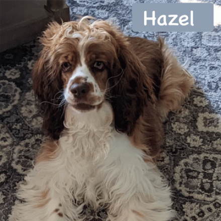 Hazel