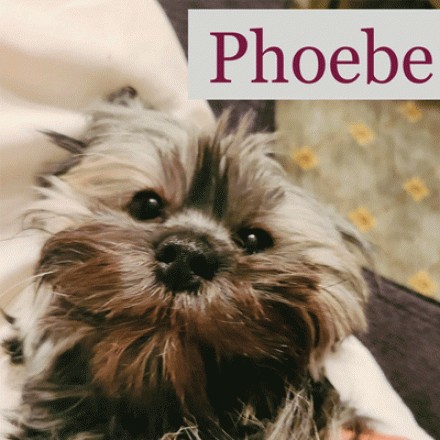 Phoebe